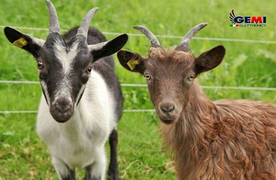 Електрична ограда за козе: Ево како да је направите.