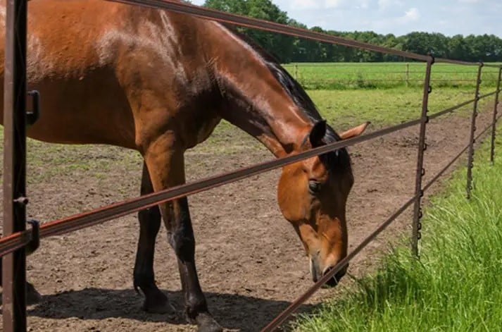 Cerca eléctrica para caballos: protección efectiva