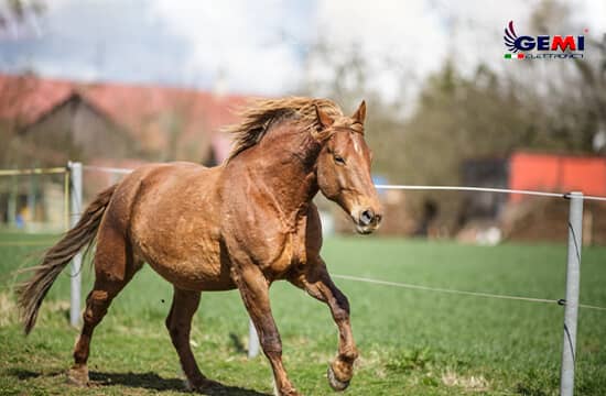 الأسوار الكهربائية للخيول: الحل الأكثر اقتصادا وديناميكية وكفاءة.