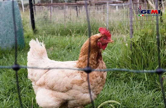 Geflügelnetze: Schutz für Hühner