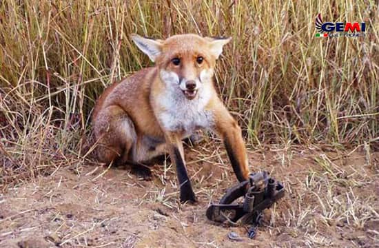 Armadilhas para raposas: como evitá-las. Aqui está a solução definitiva...
