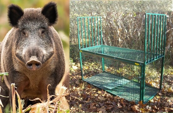 Wild boar traps? There's a better solution...